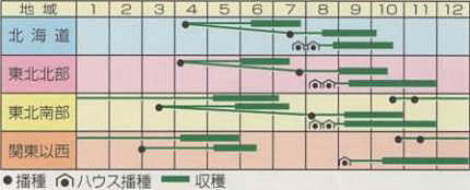 子宝三十日絹莢うら