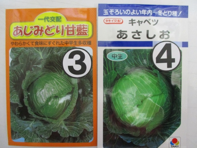 キャベツ苗2
