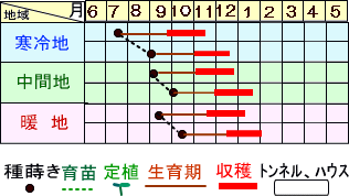 京むらさき大根うら