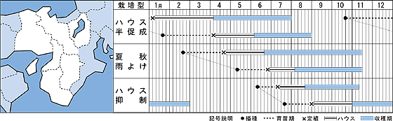 桃ゴールドうら