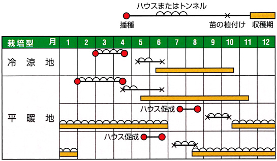 紫とうがらし裏