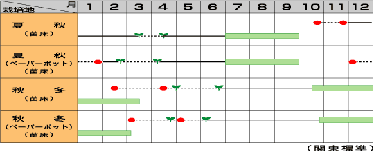 夏扇4号うら