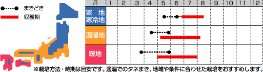 オカヒジキ裏