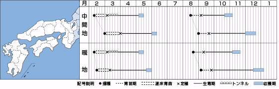 オレンジクインうら