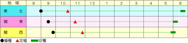 甲高ルージュうら