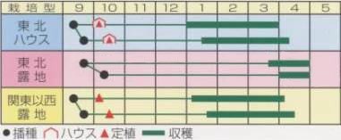 三陸つぼみ菜うら