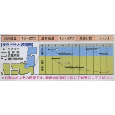 早生サラダあかり裏