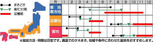 スティックセニョールうら