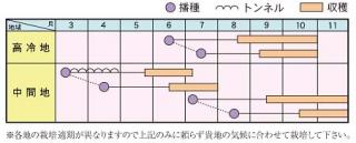 霜降菜豆うら