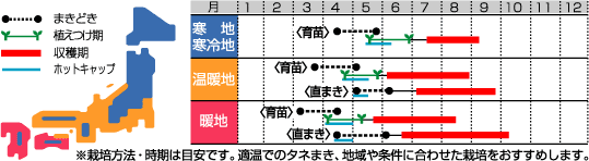 白はぐらうら