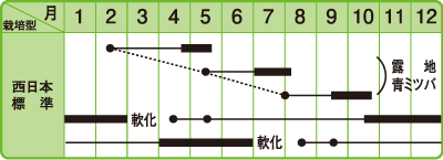 白茎三ツ葉うら