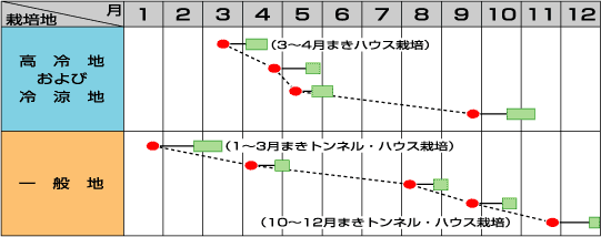 シャオパオうら