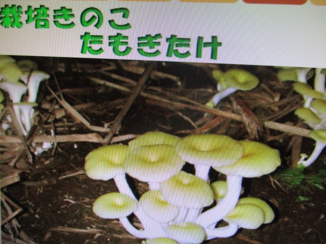 たもぎたけ