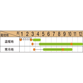 ちぢみこまつ菜うら