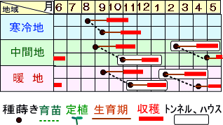 つがる紅うら