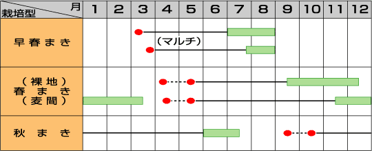 つくば白肌牛蒡うら