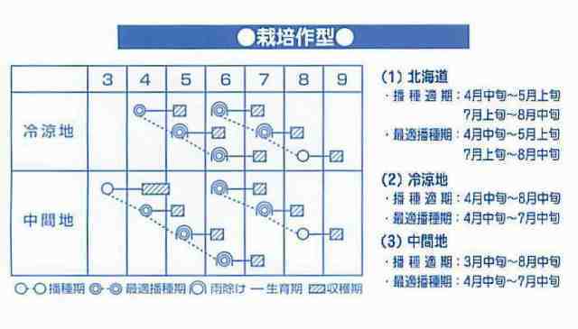 晩抽サンホープ裏2