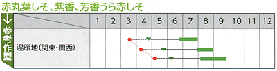 うら赤しそ裏