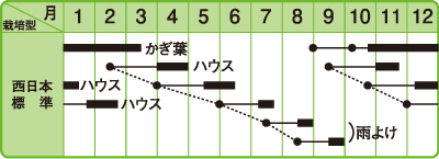 わさび菜うら
