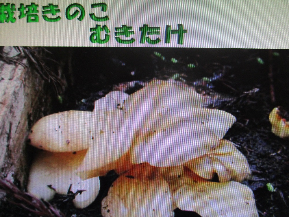 むきたけ