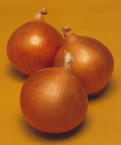 たまねぎ】 ネオアース （タキイ種苗） 老舗のタネ屋 きりはらのたね