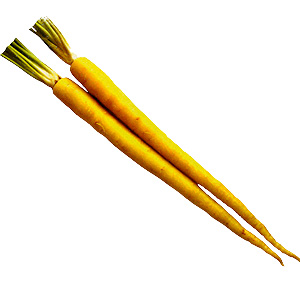 沖縄島ニンジン　