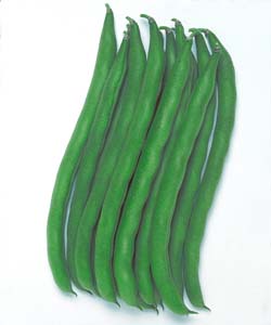 さつきみどり２号