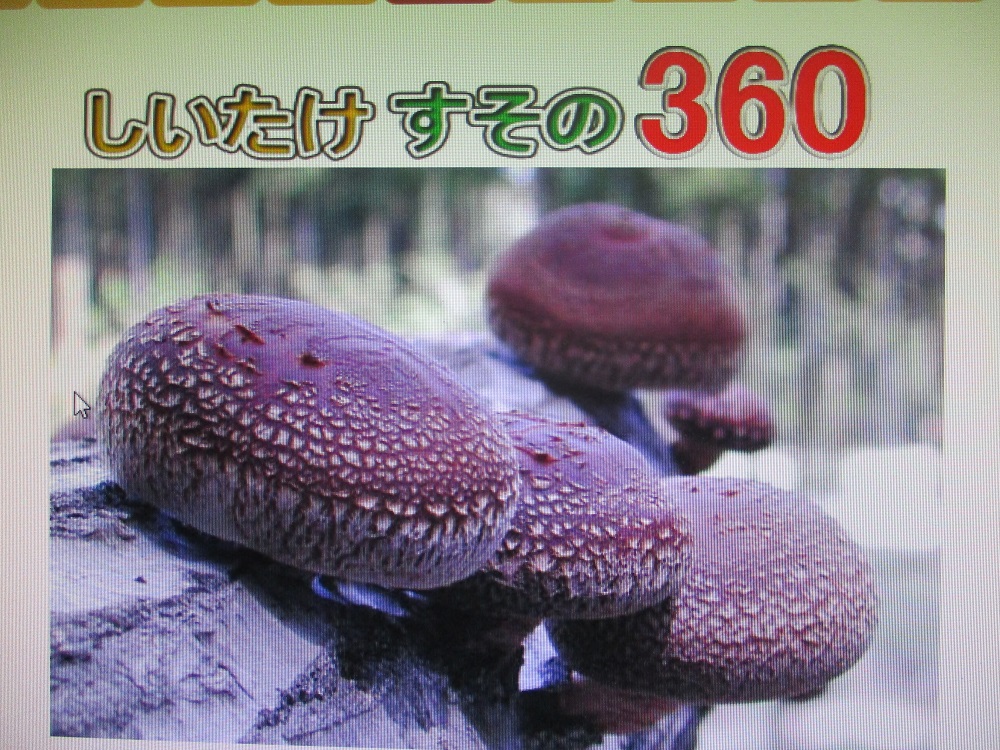 しいたけ