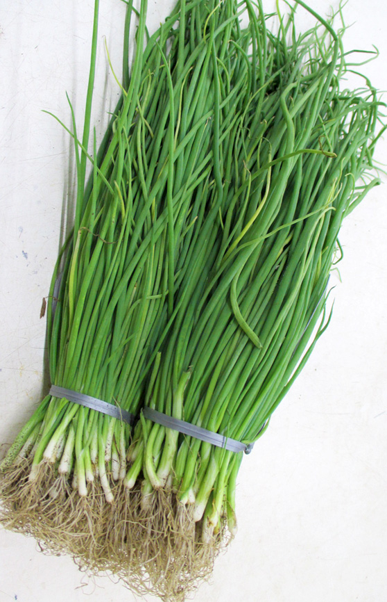 玉ねぎ 苗 ネオアース5000本! 玉ねぎ 苗 ネオアース5000本 ￥40000円 玉葱苗 ネオアース 50本入より