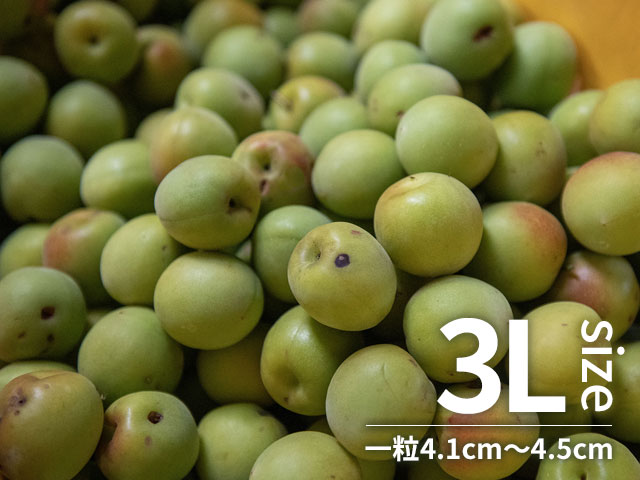 南高梅 キズあり 3Lサイズ 10kg｜南高梅の農家直送・青梅通販