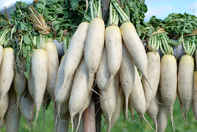 漬物用大根「葉付干し紀州大根」約10kg