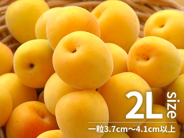 函館近郊産青梅10キロ良品❣️サイズ2L 【公式通販】