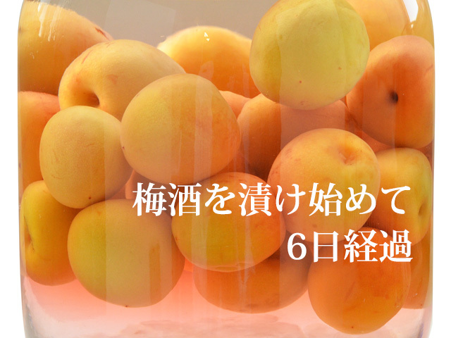 生南高梅熟青梅4Lサイズ優品 | おいしく食べて和歌山モール