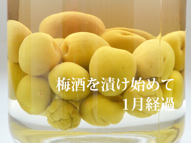 32 うちタマ様　青梅　3Lサイズ　20キロ 32 うちタマ様青梅3Lサイズ20キロ