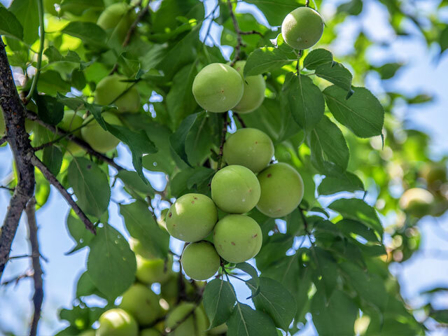 南高梅 キズあり 3Lサイズ 10kg｜南高梅の農家直送・青梅通販「紀州梅苑」