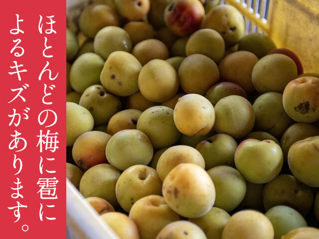 梅　無農薬約9kg② Amazon | 紀和のさと 無農薬梅干し 無添加梅干し 紀和の里梅