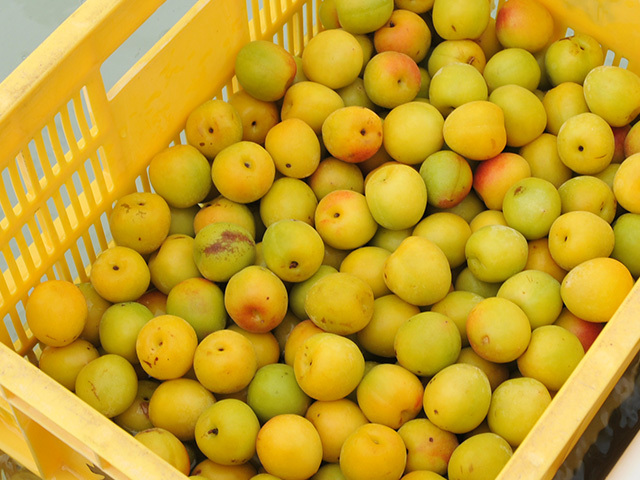 冷凍梅 完熟南高梅 キズあり 4Lサイズ 1kg｜南高梅の農家直送・青梅