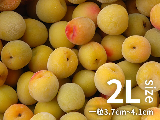 冷凍梅 キズあり南高梅 2Lサイズ