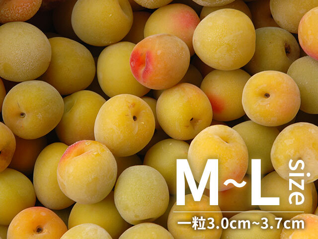 冷凍梅 キズあり 南高梅 M-Lサイズ混在