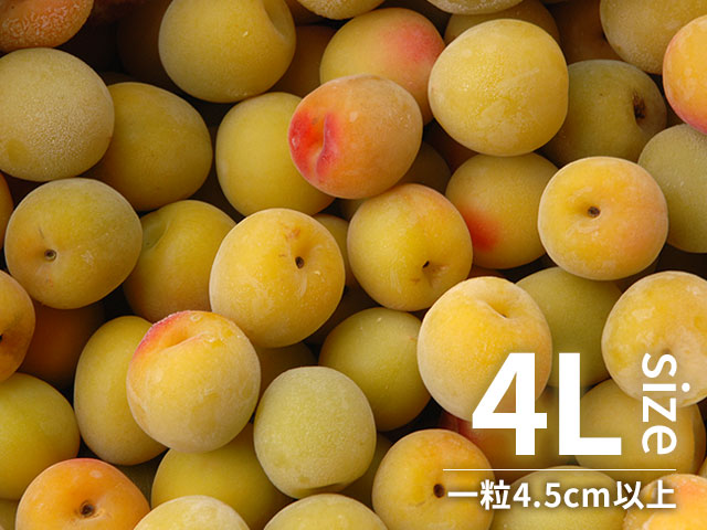 冷凍梅 キズあり南高梅 4Lサイズ