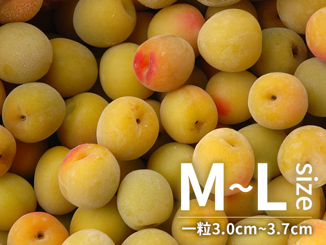 冷凍梅 キズあり 南高梅 M-Lサイズ混在