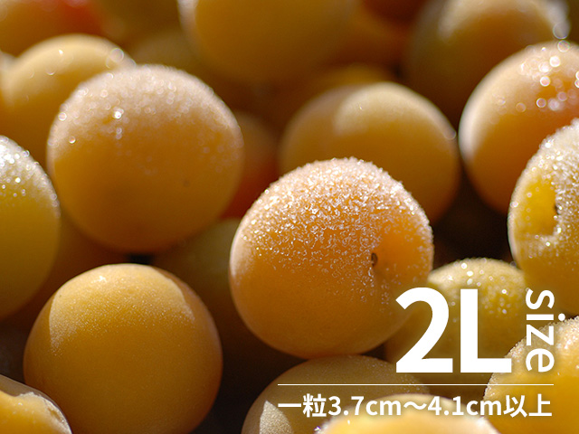 冷凍梅 氷結青梅「NANKOU」厳選南高梅 2Lサイズ 1kg