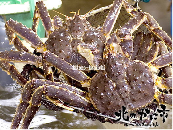 予約販売：極上活たらばがに姿 1尾／1.7kg前後【2024年 お祝いギフト推奨商品】