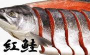 北洋産 紅鮭半身(甘塩切り身)／1kg前後【2026年 お祝いギフト推奨商品】