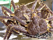 極上活たらばがに姿 1尾／1kg前後