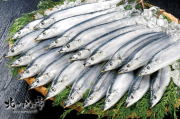 予約販売：特撰生さんま（特大）・刺身用１２尾前後/2K箱入り（北海道産）
