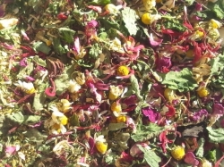 ハーブティー【おやすみハーブティー】リーフＬ　１８ｇ　北海道より減農薬有機肥料の国産ハーブのハーブティーをお届けします