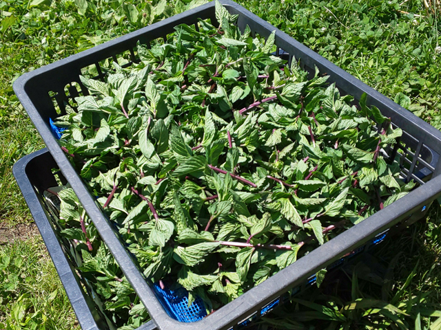 ハーブティー ブラックミント リーフｌ 北海道より減農薬有機肥料の国産ハーブのハーブティーをお届けします