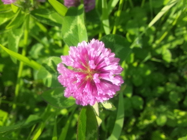 ハーブティー【レッドクローバー】リーフL 北海道より減農薬有機肥料