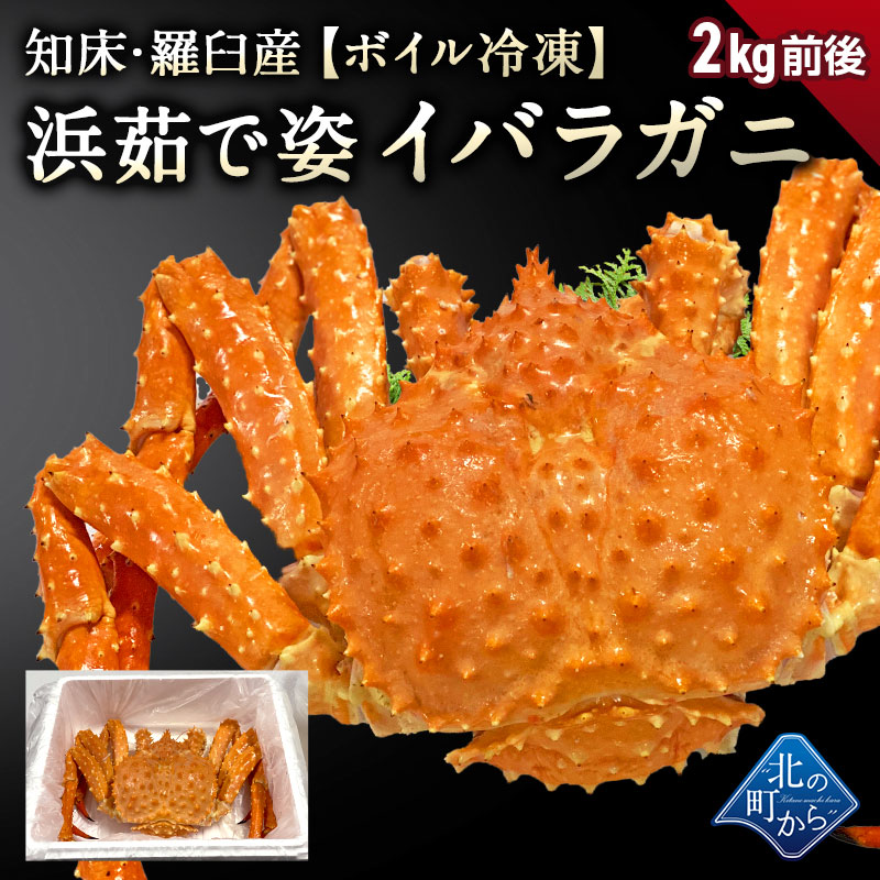 タラバガニより味が濃いと評判の知床・羅臼産 イバラガニ 入荷数極小！ 【浜茹で急速冷凍 姿】 2kg前後 正真正銘の羅臼産イバラガニは味が濃い！  茨蟹 茨ガニ 茨カニ いばらがに イバラカニ いばらかに 蟹 カニタラバ蟹 たらばがに【12/20より順次発送】